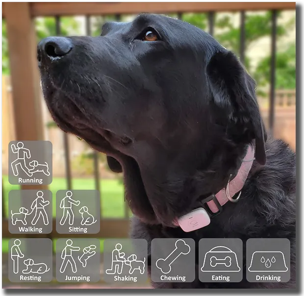 Canine Activity Recognition Collar